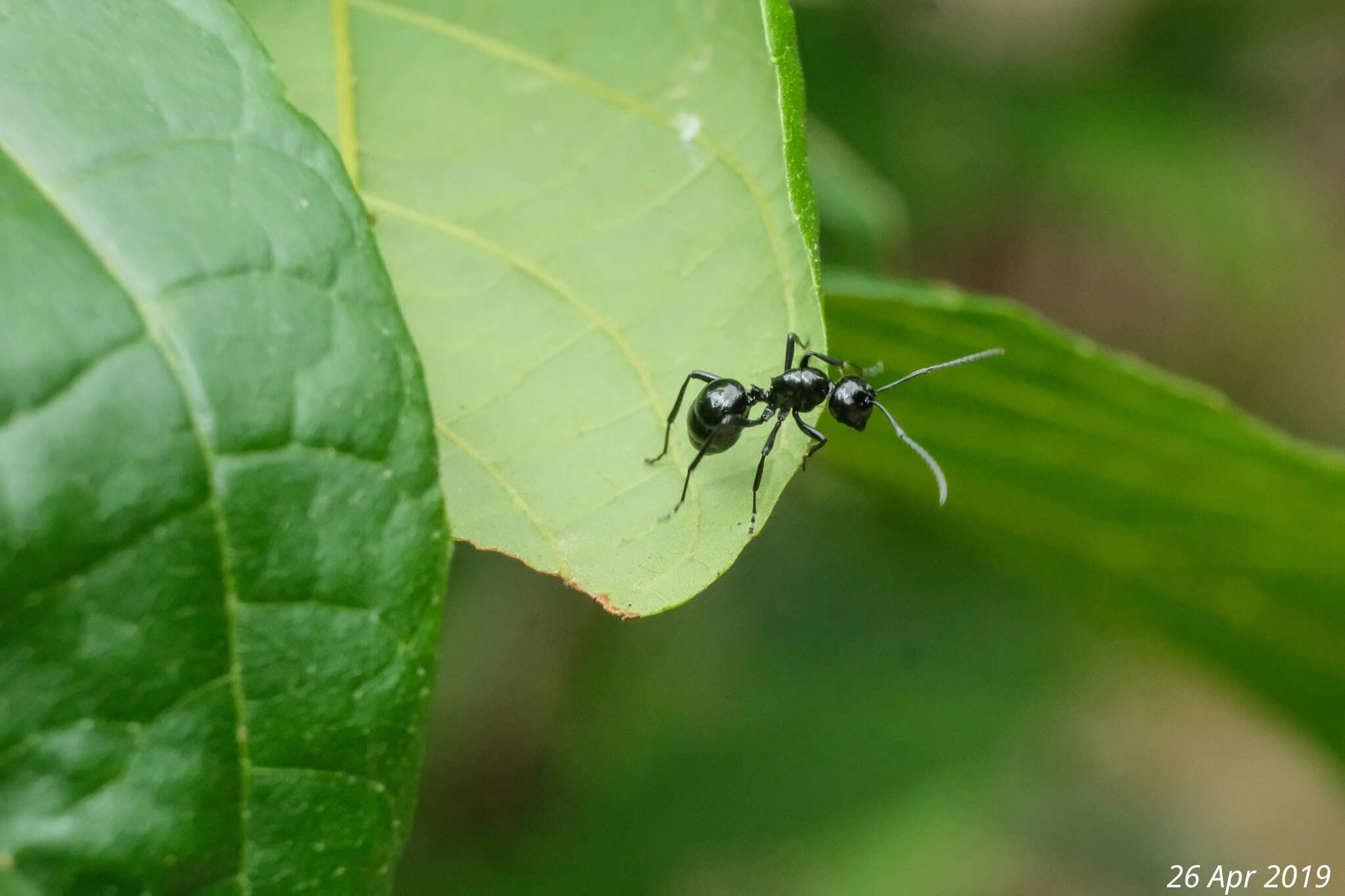 Image of Polyrhachis demangei Santschi 1910