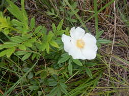 Image of white prairie rose