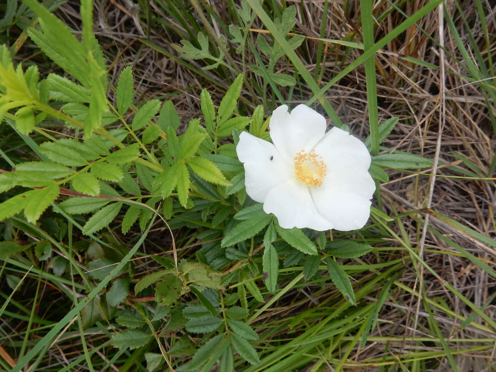 Image of white prairie rose