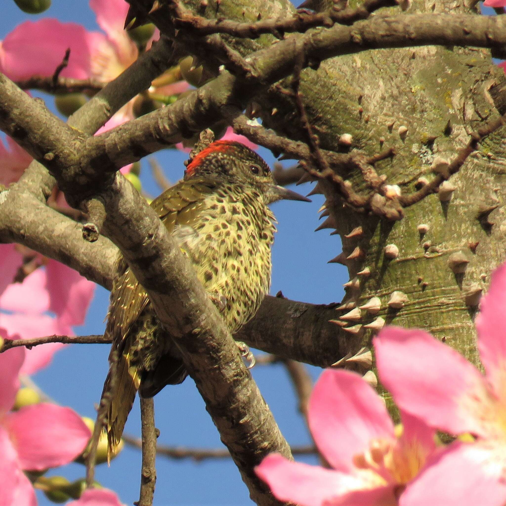 Image of Knysna Woodpecker