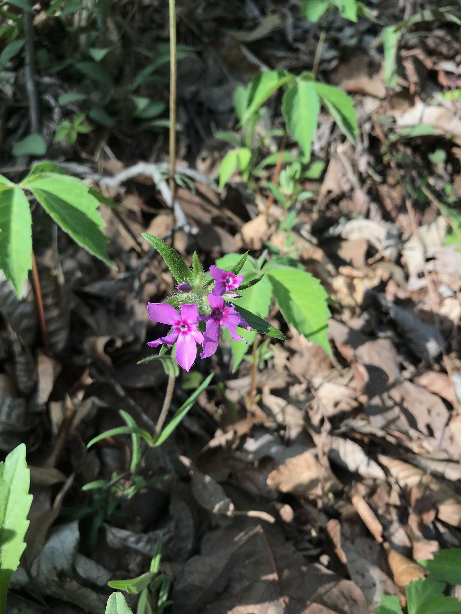 Image of hairy phlox