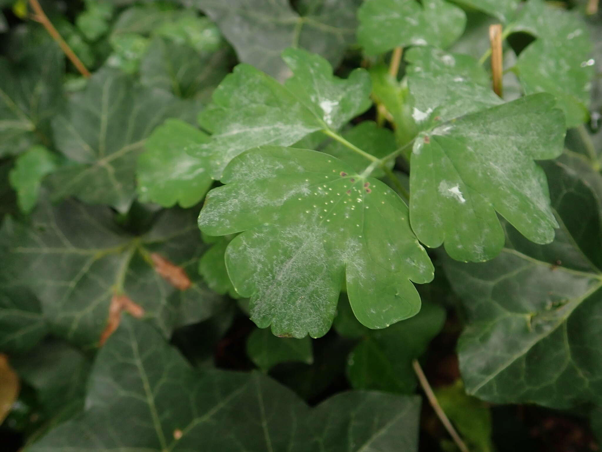 Erysiphe aquilegiae subsp. aquilegiae resmi