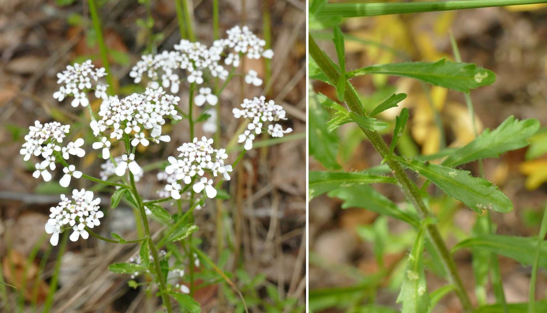 Plancia ëd Iberis amara L.