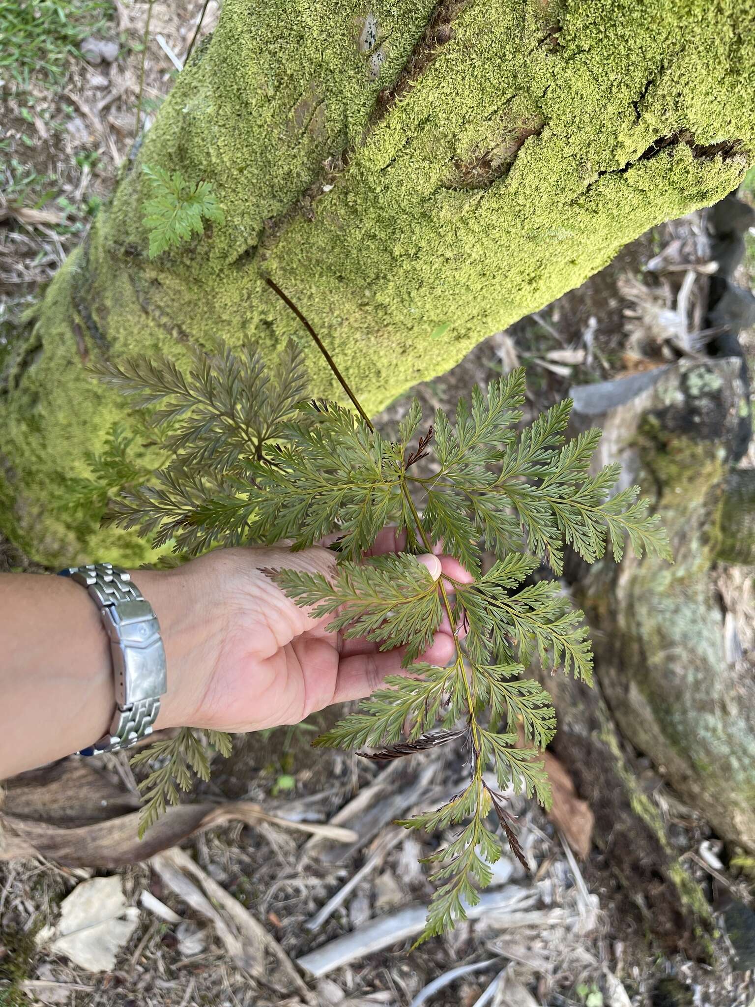 Image of Lacy hare’s-foot fern