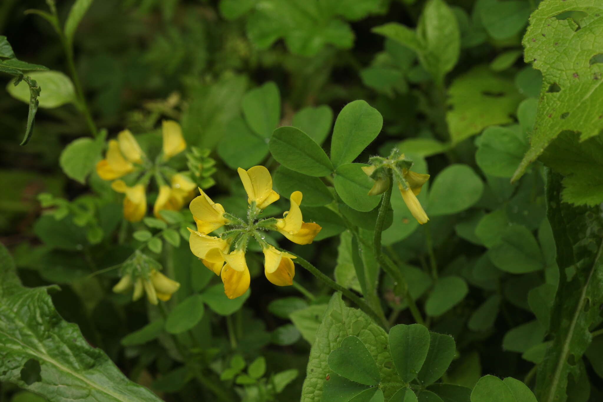 Image of Securigera orientalis (Mill.) Lassen