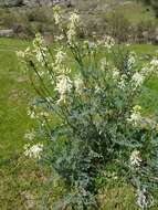 Sivun Astragalus oxyphysus A. Gray kuva