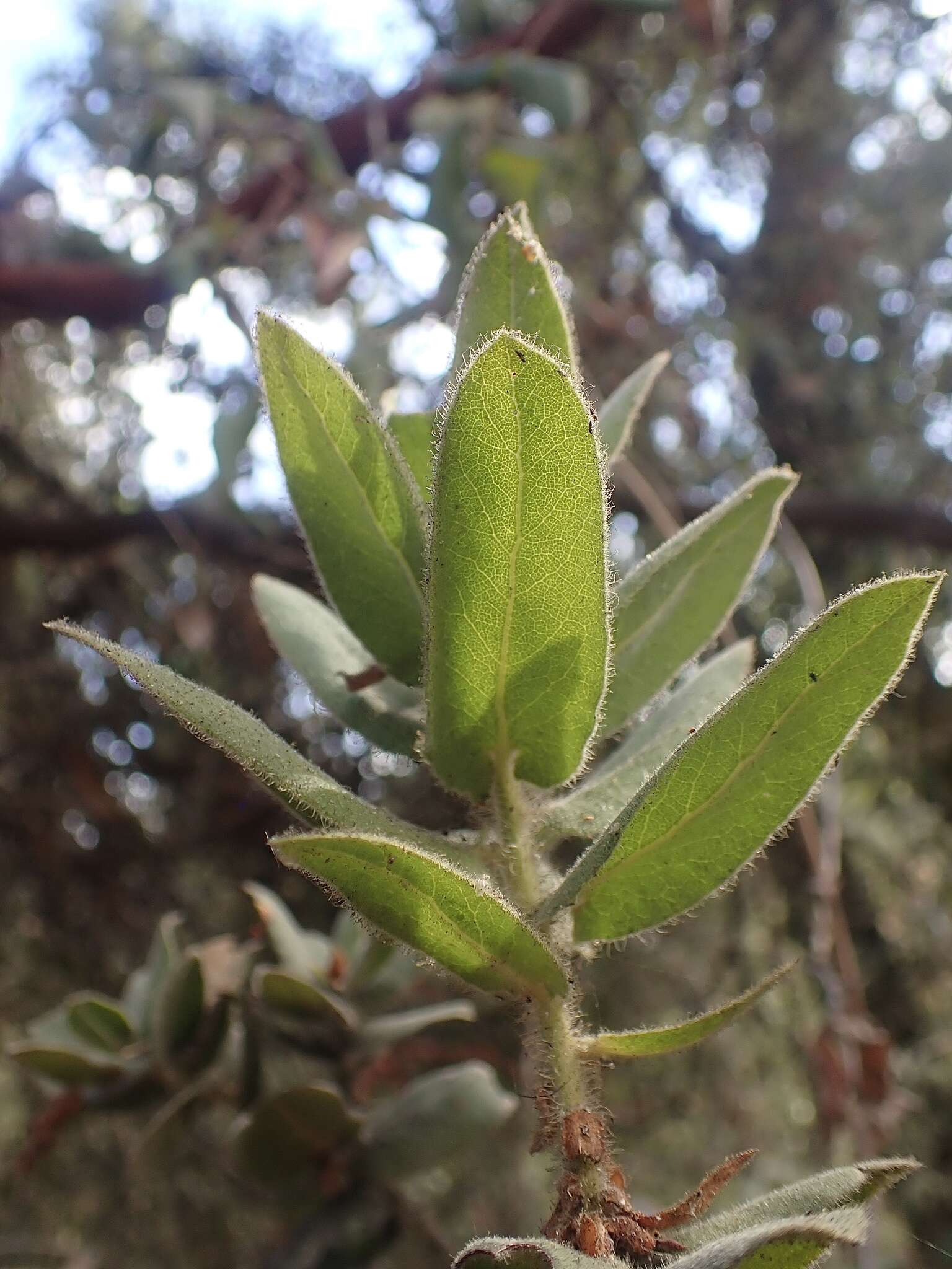 Image of Kings Mountain manzanita