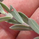 Image of Pteronia membranacea L. fil.