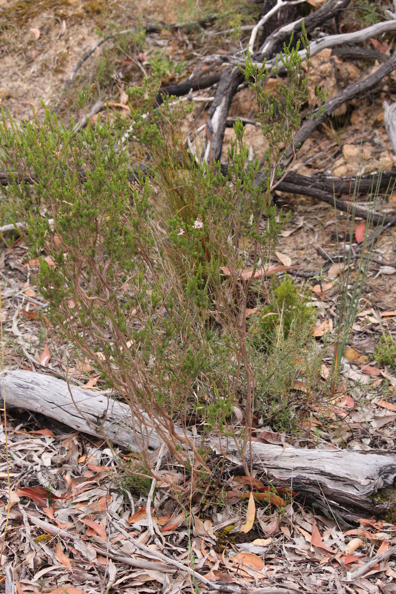 Image of Calytrix tetragona Labill.