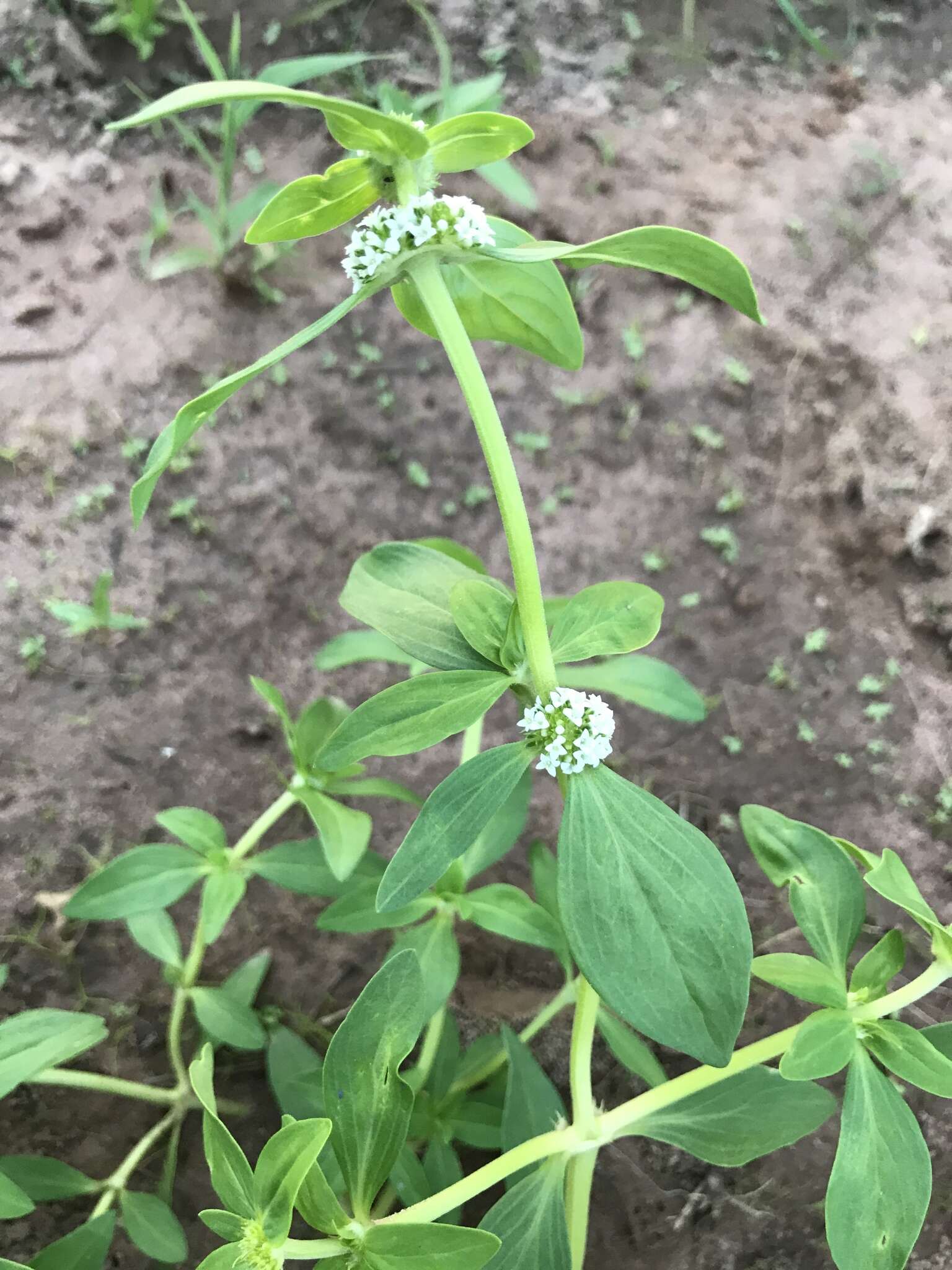 Image of Tropical Girdlepod