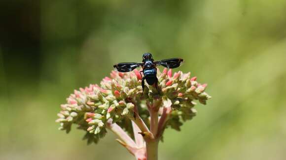 Слика од Pterobates apicalis (Wiedemann 1821)