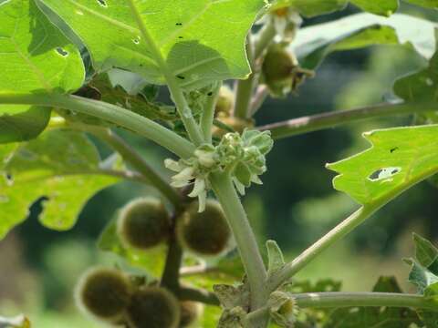 Слика од Solanum hirtum Vahl