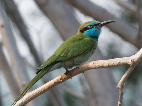 Image of <i>Merops cyanophrys</i>