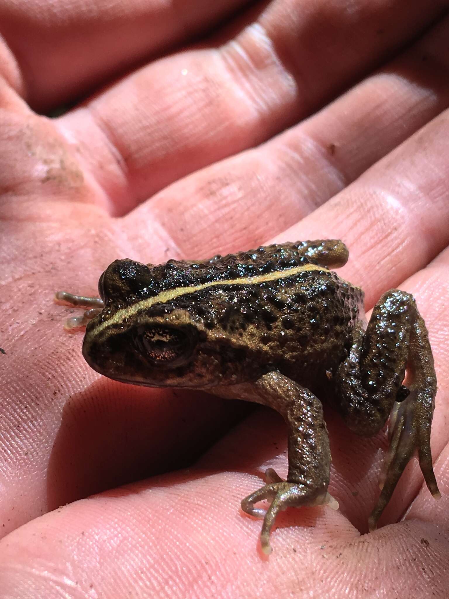 Image of Olive Spiny-chest Frog