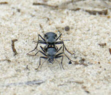 Image of Autumn Tiger Beetle