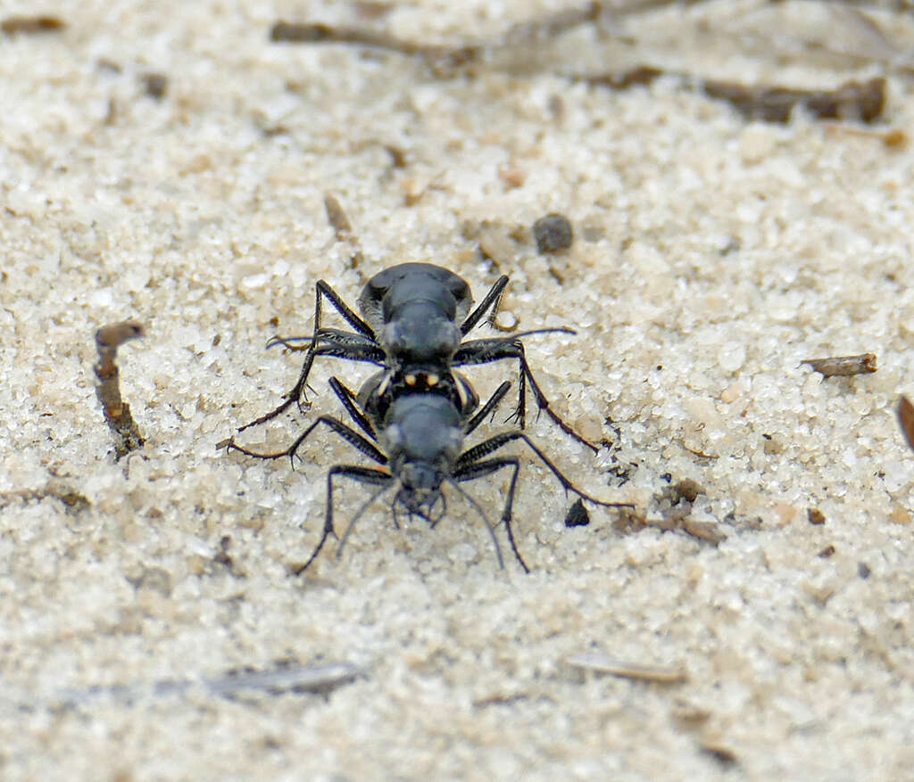 Image of Autumn Tiger Beetle