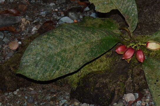 Image of Chrysochlamys grandifolia (L. O. Williams) B. E. Hammel