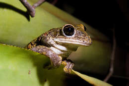 Image of Black-spotted Casque-headed Treefrog