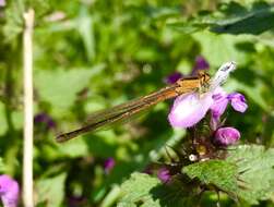 Image of Scarce Blue-tailed Damselfly