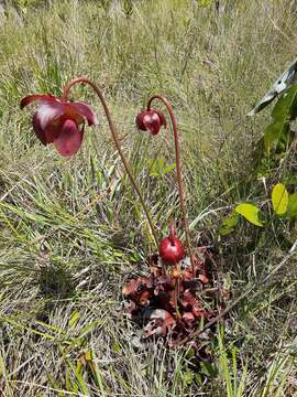 Image of Sarracenia purpurea subsp. venosa (Raf.) Wherry