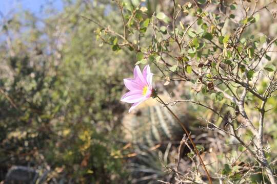 Image of Dahlia merckii Lehm.