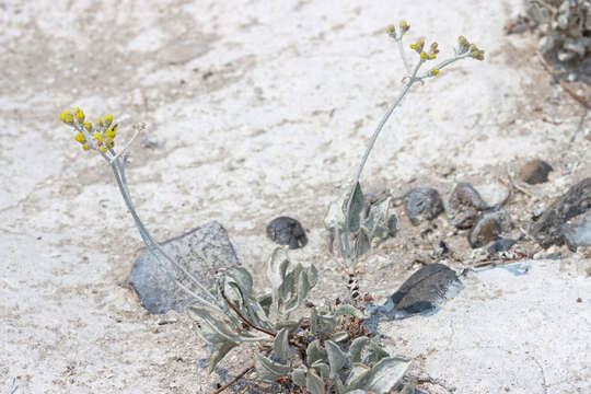 Imagem de Eriogonum natum J. L. Reveal