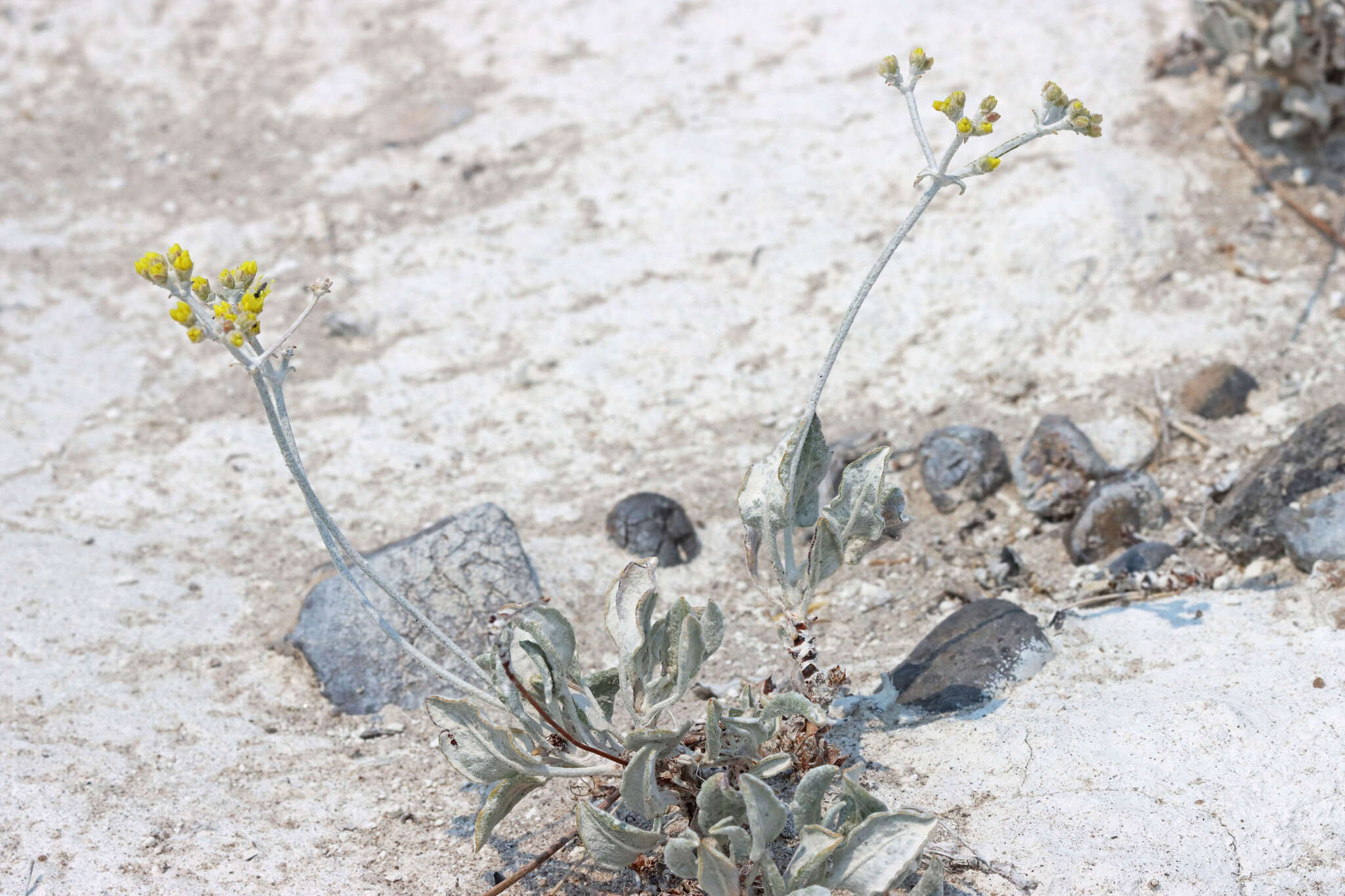 Image of Son's buckwheat