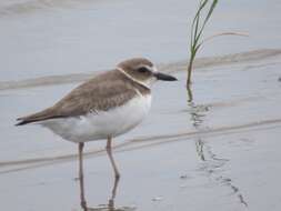 Charadrius wilsonia Ord 1814 resmi