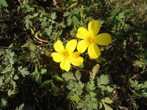 Image of Yellow flax