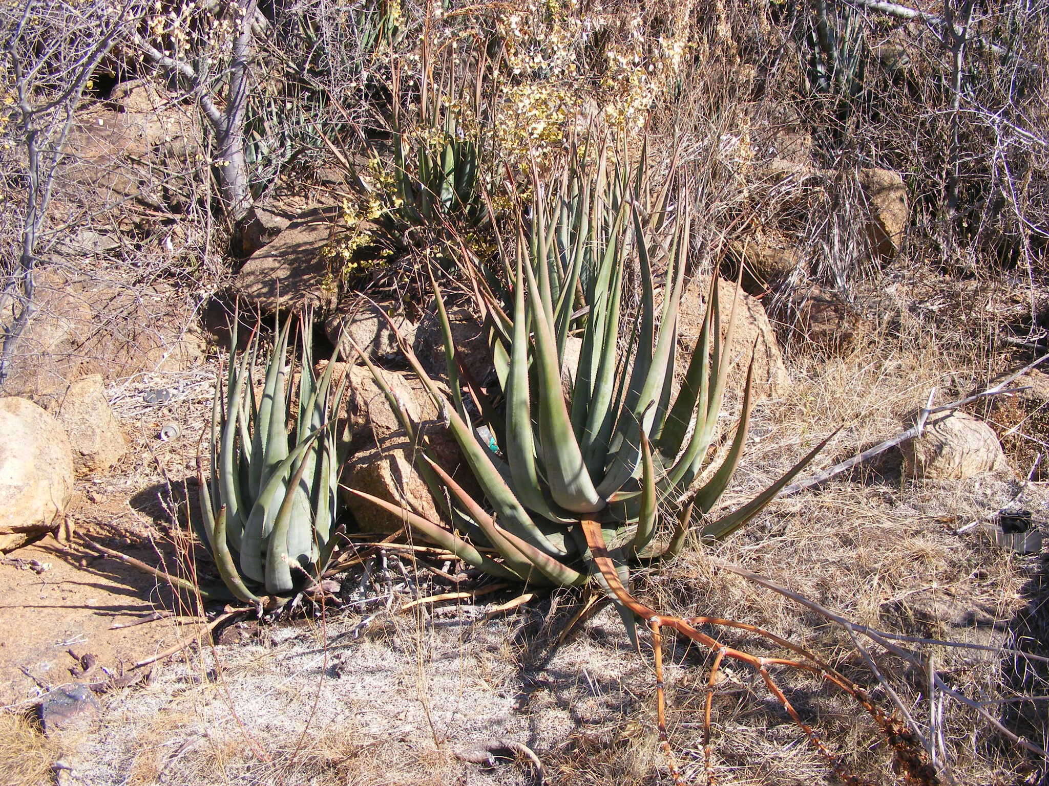 Imagem de Aloe cryptopoda Baker