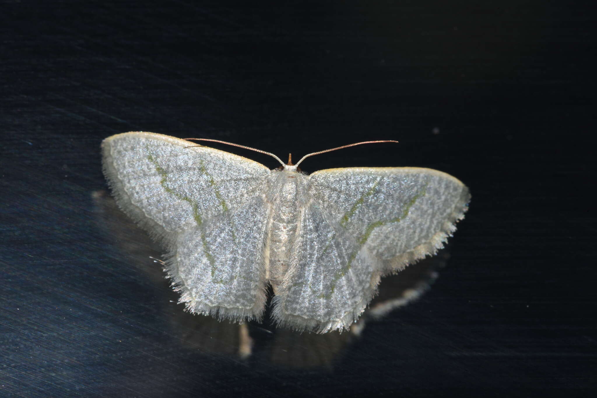 Image of Phaiogramma stibolepida (Butler 1879)