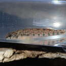 Imagem de Etheostoma lachneri Suttkus & Bailey 1994