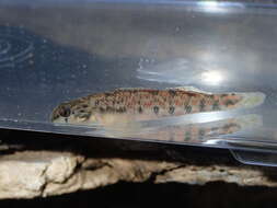 صورة Etheostoma lachneri Suttkus & Bailey 1994