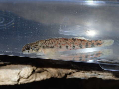 Image of Tombigbee darter