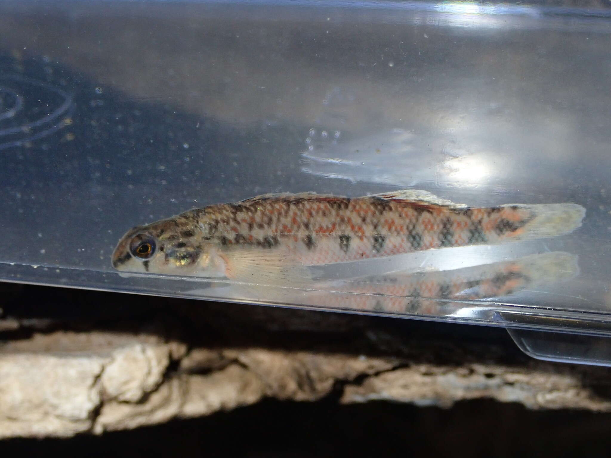 Image of Tombigbee darter