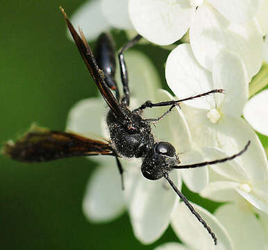 Image of Isodontia philadelphica (Lepeletier de Saint Fargeau 1845)