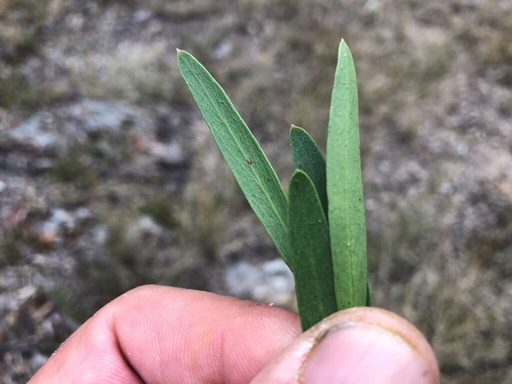 Image of Denhamia cunninghamii (Hook.) M. P. Simmons