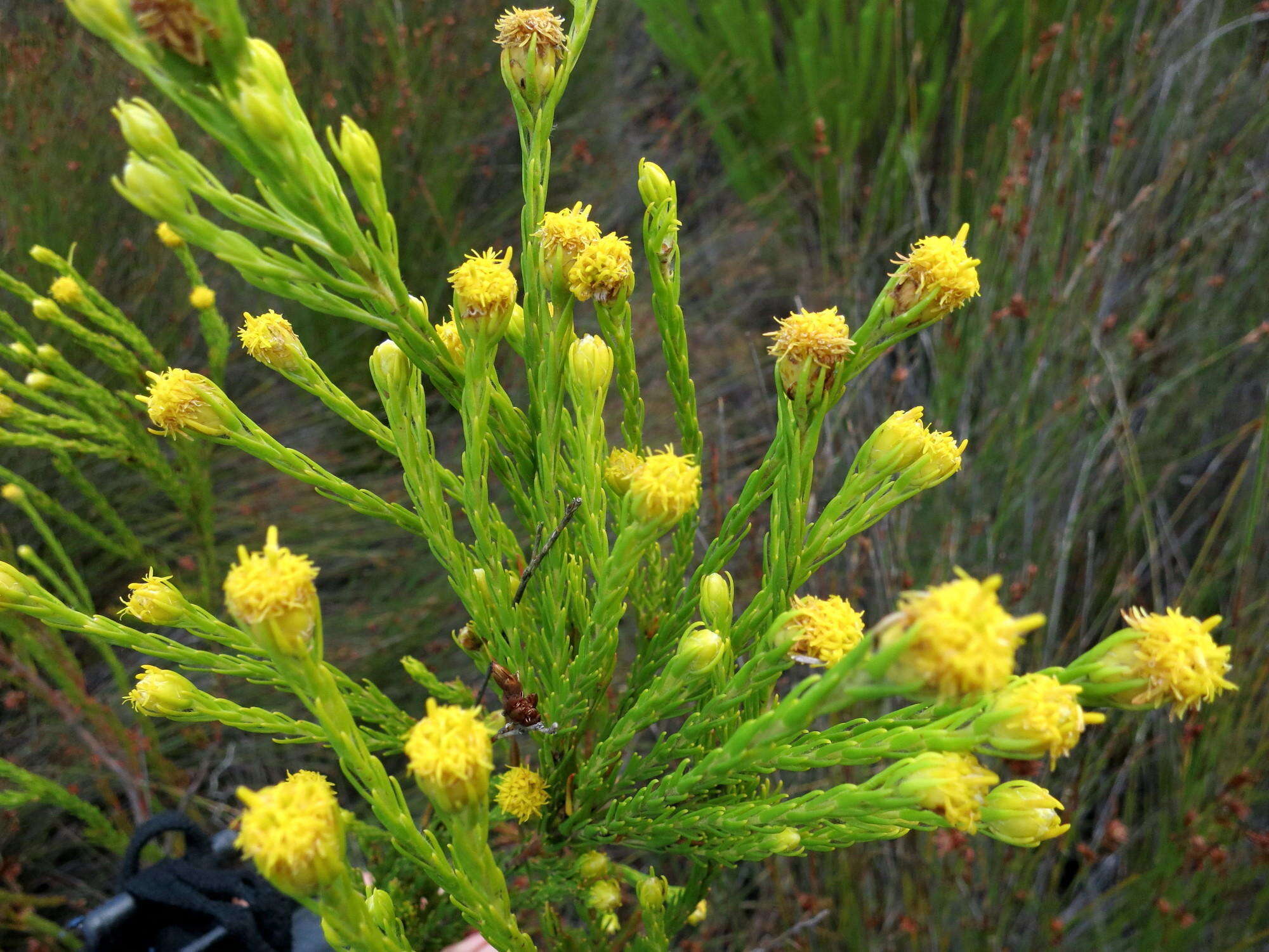 Image of Leucadendron olens I. Williams