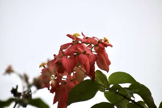 Image of red mussaenda