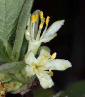 Imagem de Lonicera caerulea var. cauriana (Fern.) Boivin