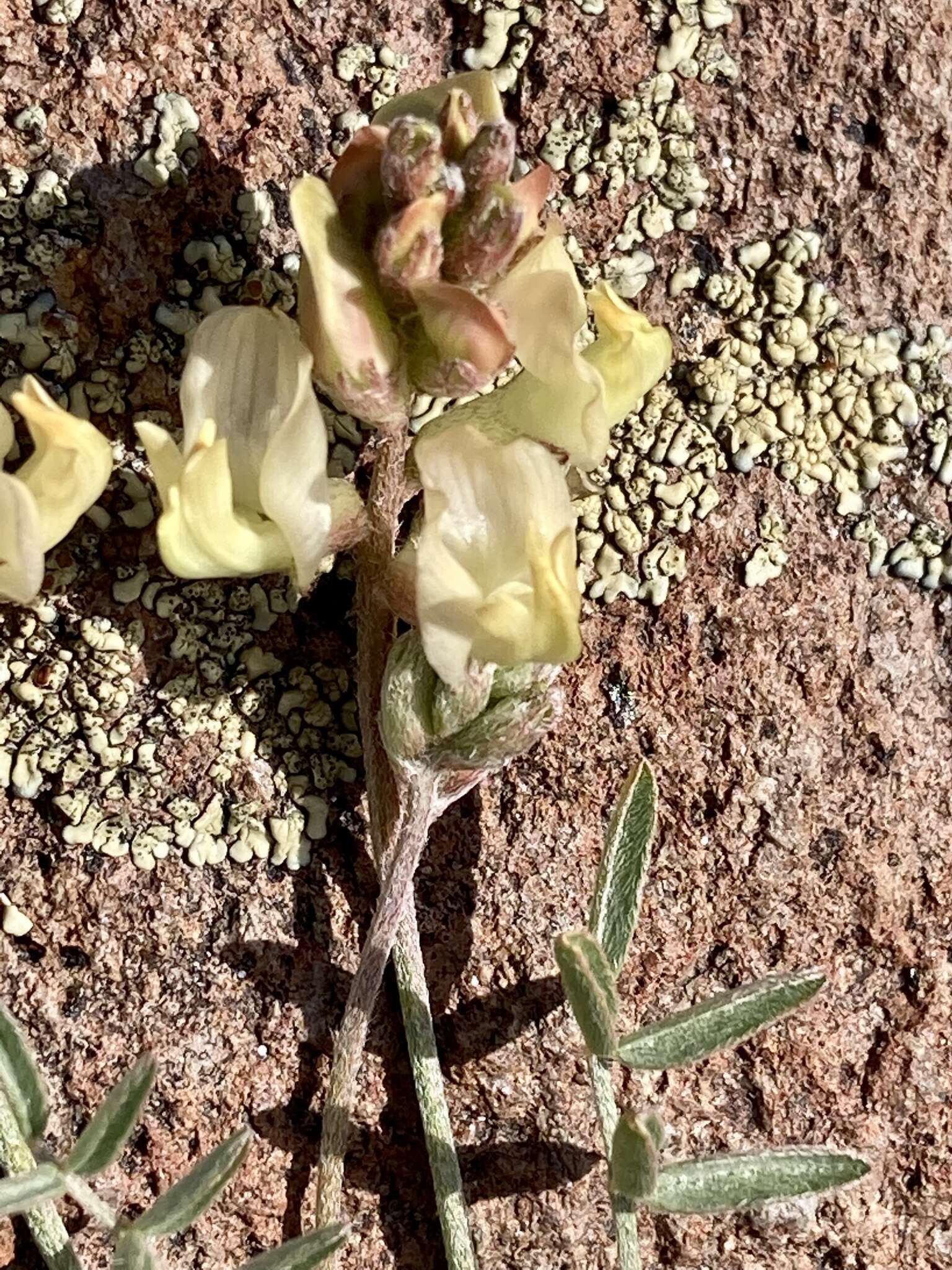 Sivun Astragalus obscurus S. Wats. kuva