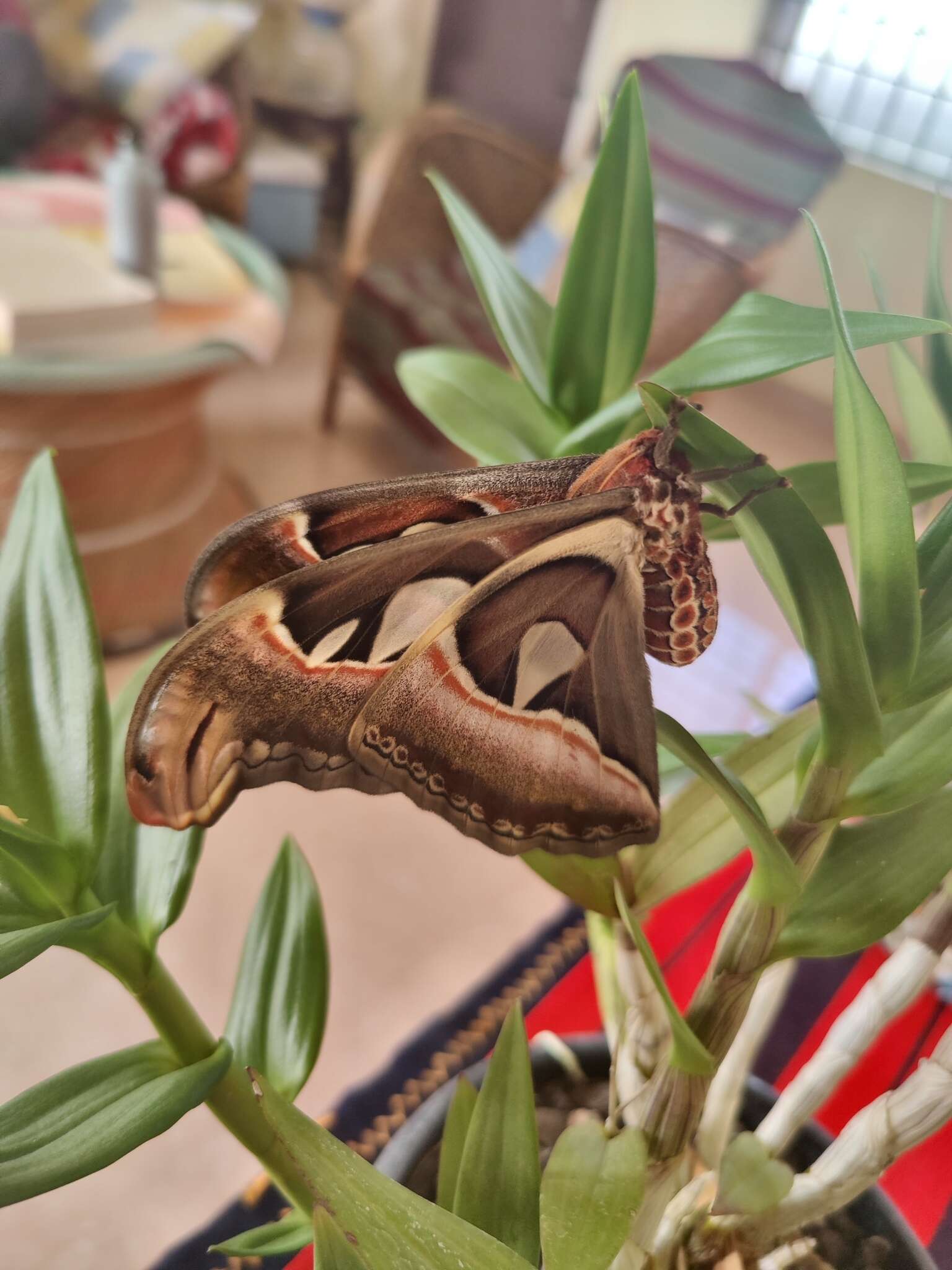 Image of Attacus taprobanis Moore (1882)