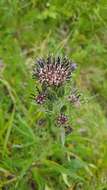 Saussurea baicalensis (Adams) Robins. resmi