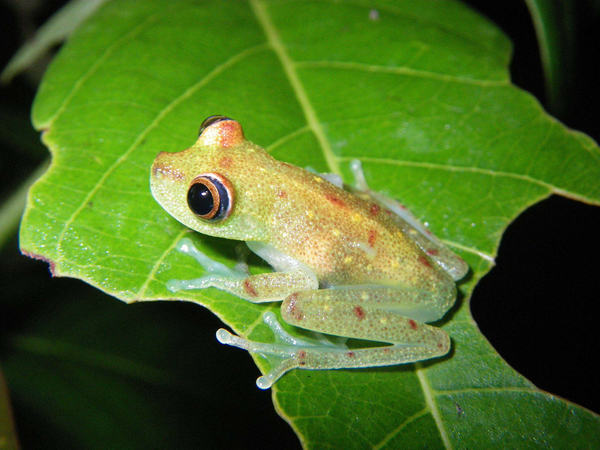 Imagem de Boana cinerascens (Spix 1824)