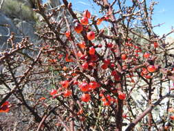 Image of mesquite mistletoe