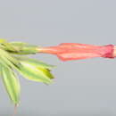 Ruellia longipedunculata Lindau resmi