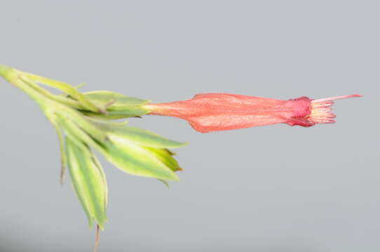 Imagem de Ruellia longipedunculata Lindau