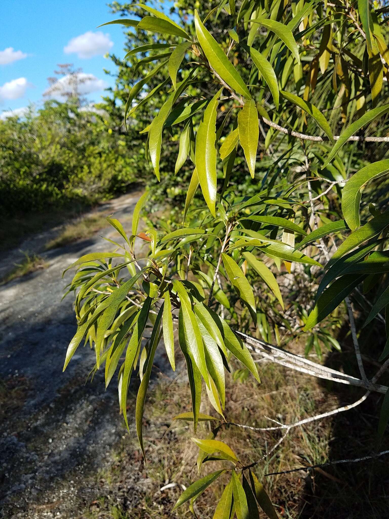 Image de Sideroxylon salicifolium (L.) Lam.