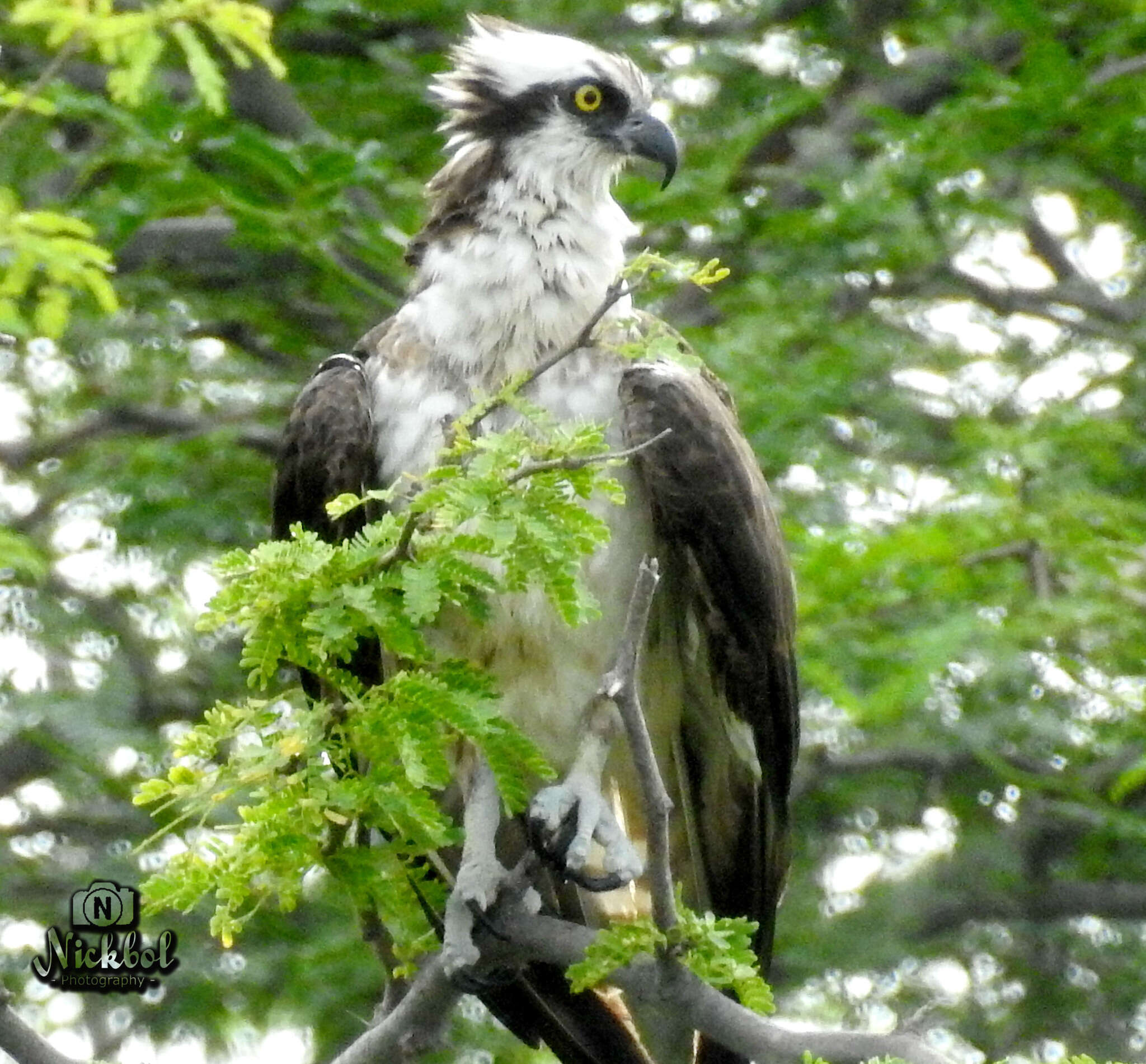 Image of Pandion haliaetus carolinensis (Gmelin & JF 1788)