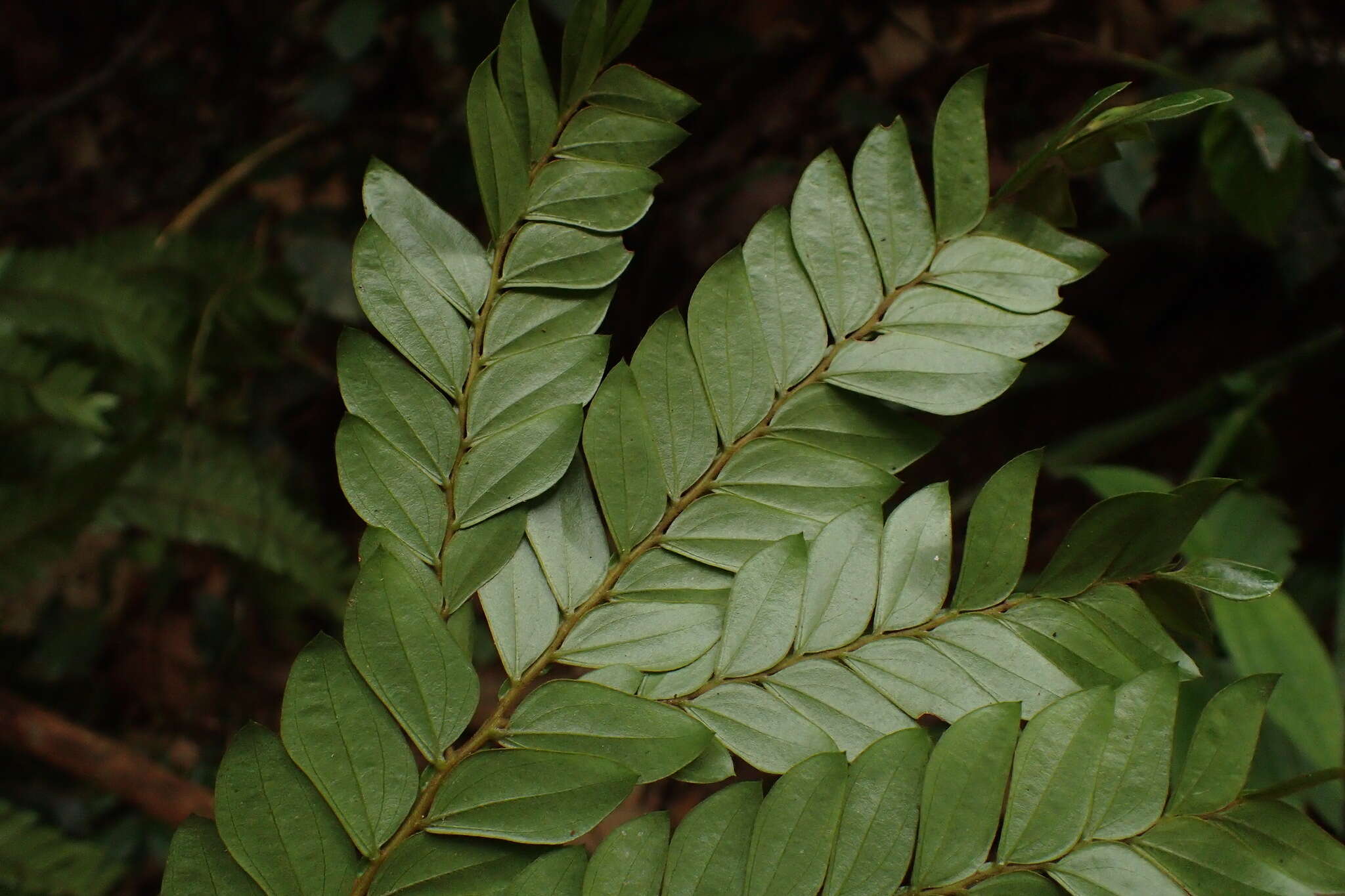 Leaf Development - Plant Ontology Wiki